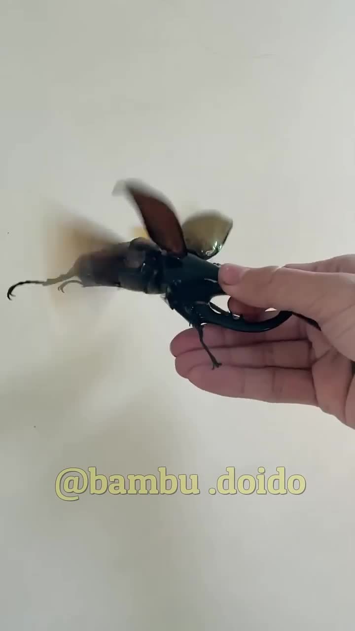 Besouro Gigante #besouro #viralreels #viral Besouro Gigante #besouro #viralreels #viral