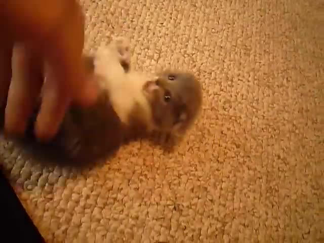 Steevski Repost: Scottish Fold munchkin