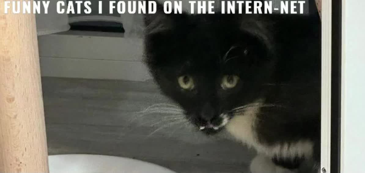 Funniest cats on the internet!