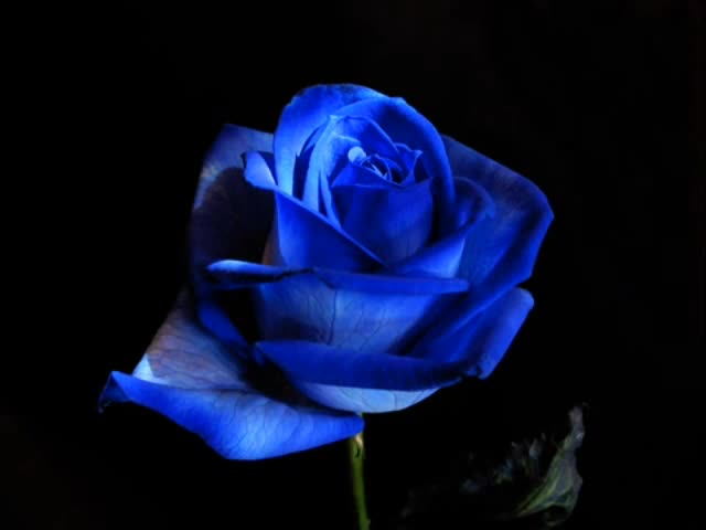 birtanem deli gibi severim seni ben