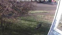 Turkeys On The Loose Turkeys On The Loose