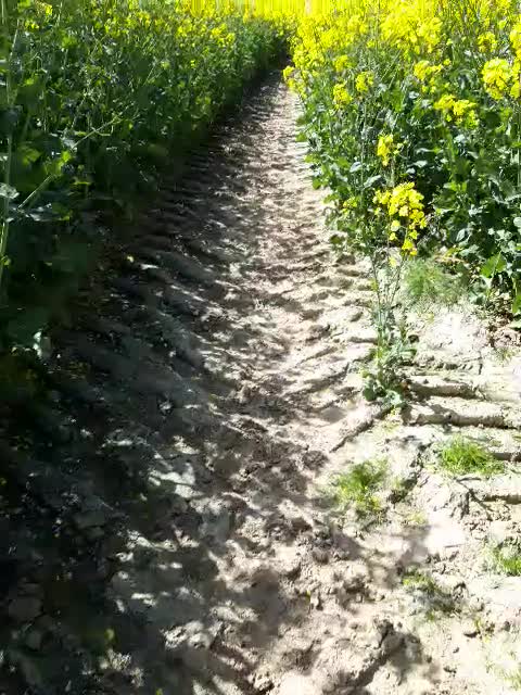 Wir gehen inside - Fields of Gold 2026