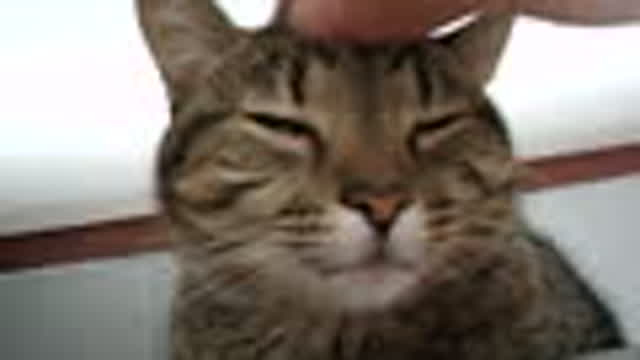 Cute Cat Slowly Falls Asleep From Head Scratches