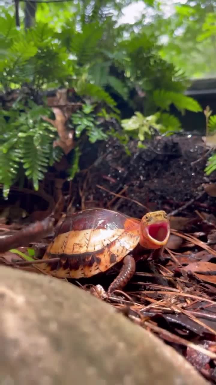 Turtle Going Insane 😱🐢