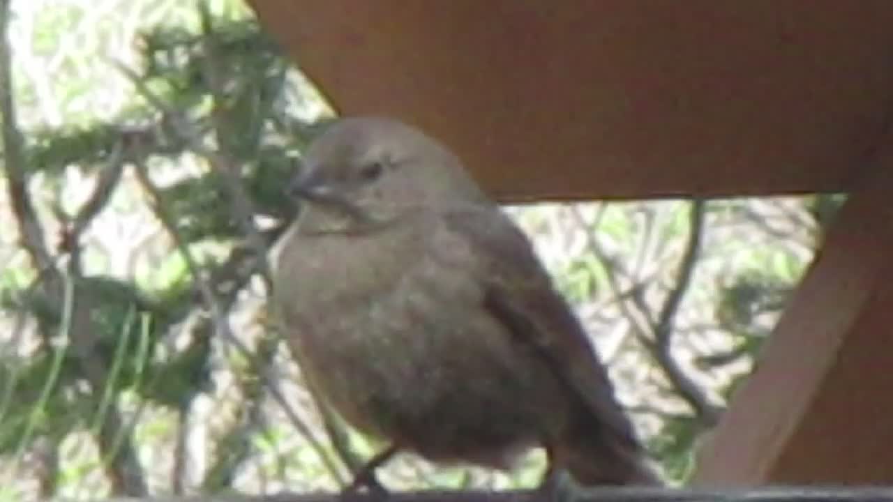 Childhood Videos #4 - Cowbird on Campfire