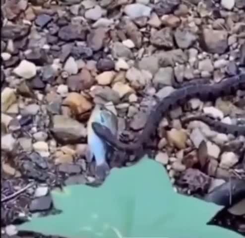 Demoman throws bottle at snake