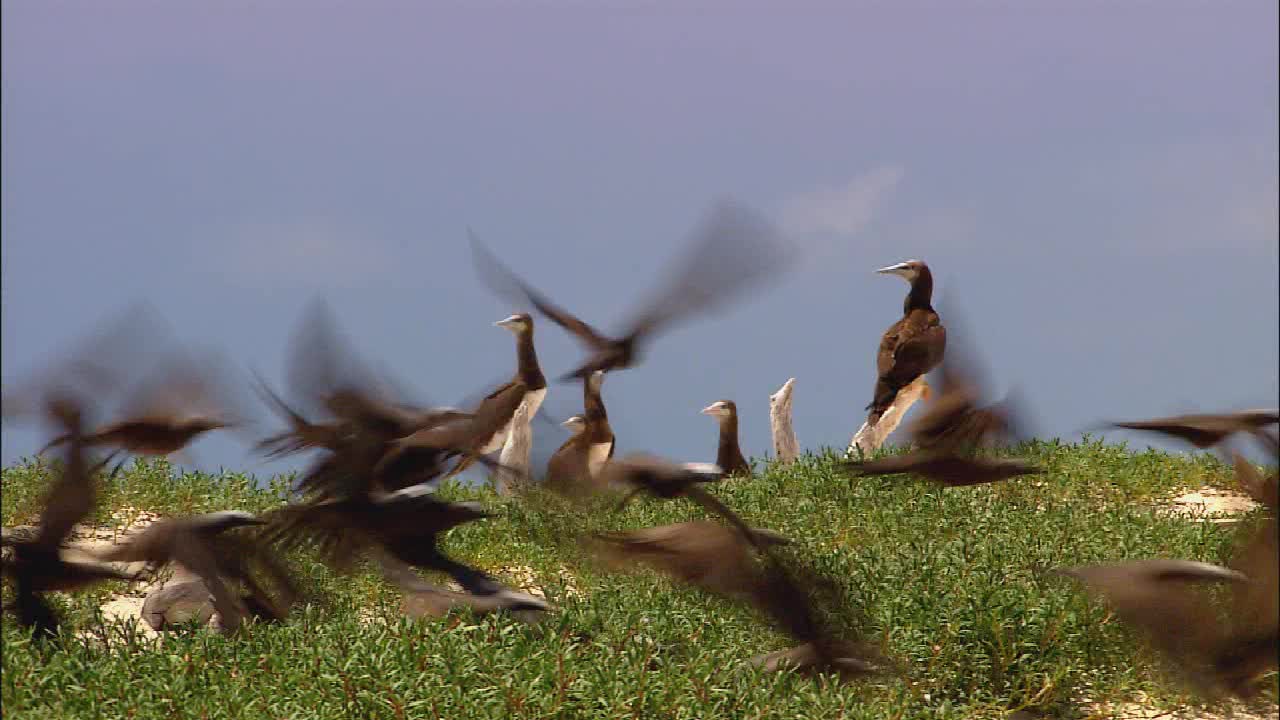 Multimedia First Video