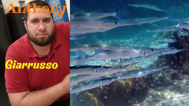 Anthony Giarrusso - Dominican Reef Anthony Giarrusso - Dominican Reef