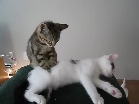 Kitten Massage