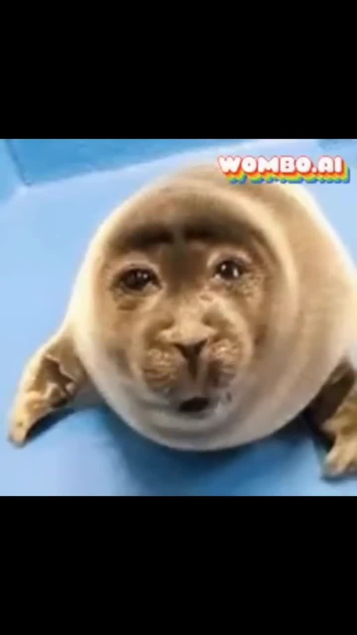 Seals Beatboxing