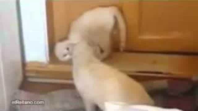 videos de risa 2011 golpes caidas y sustos 360p