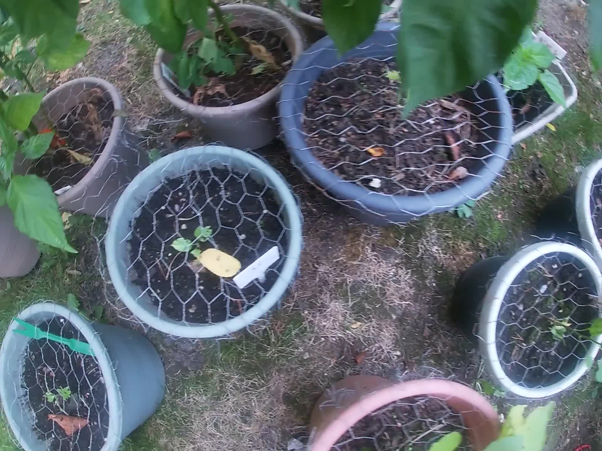 Garden Update Sept 14, 2024