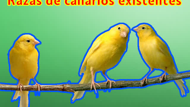 °Lista de razas de canarios° (Extendido)