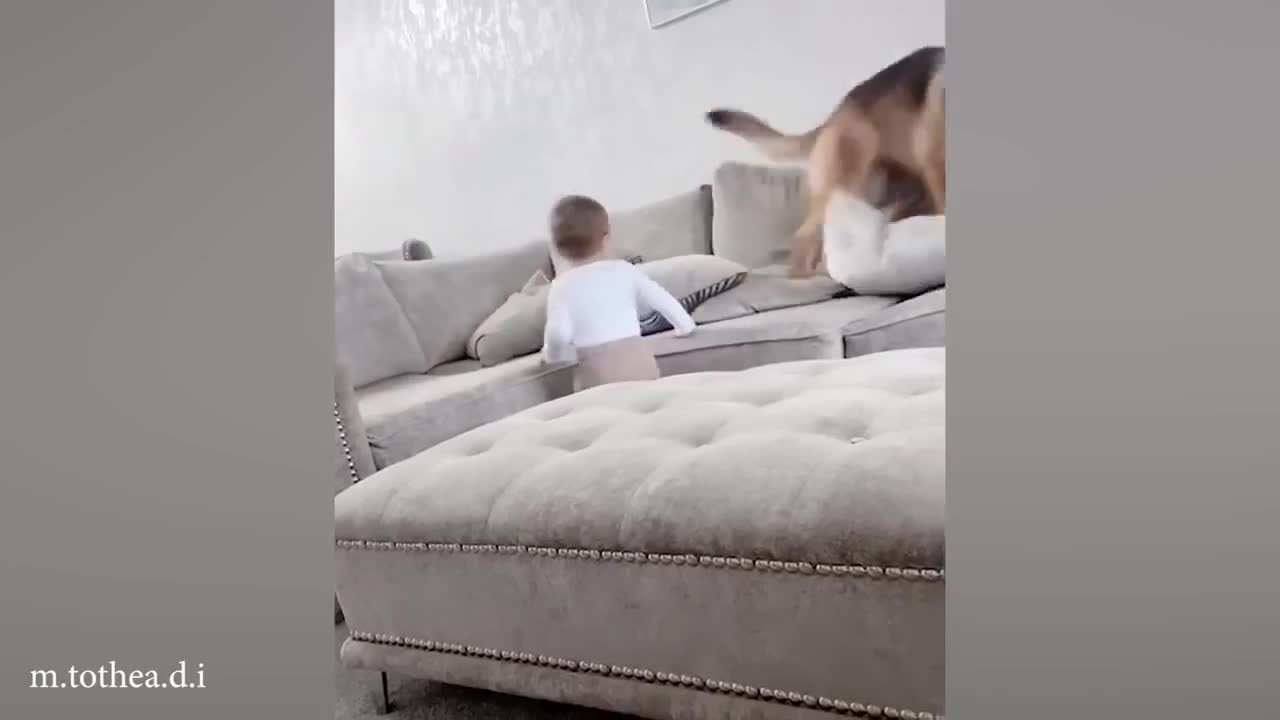 Videos-De-Risa-de-Animales-Perro (1)