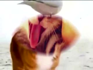 Funny Cats