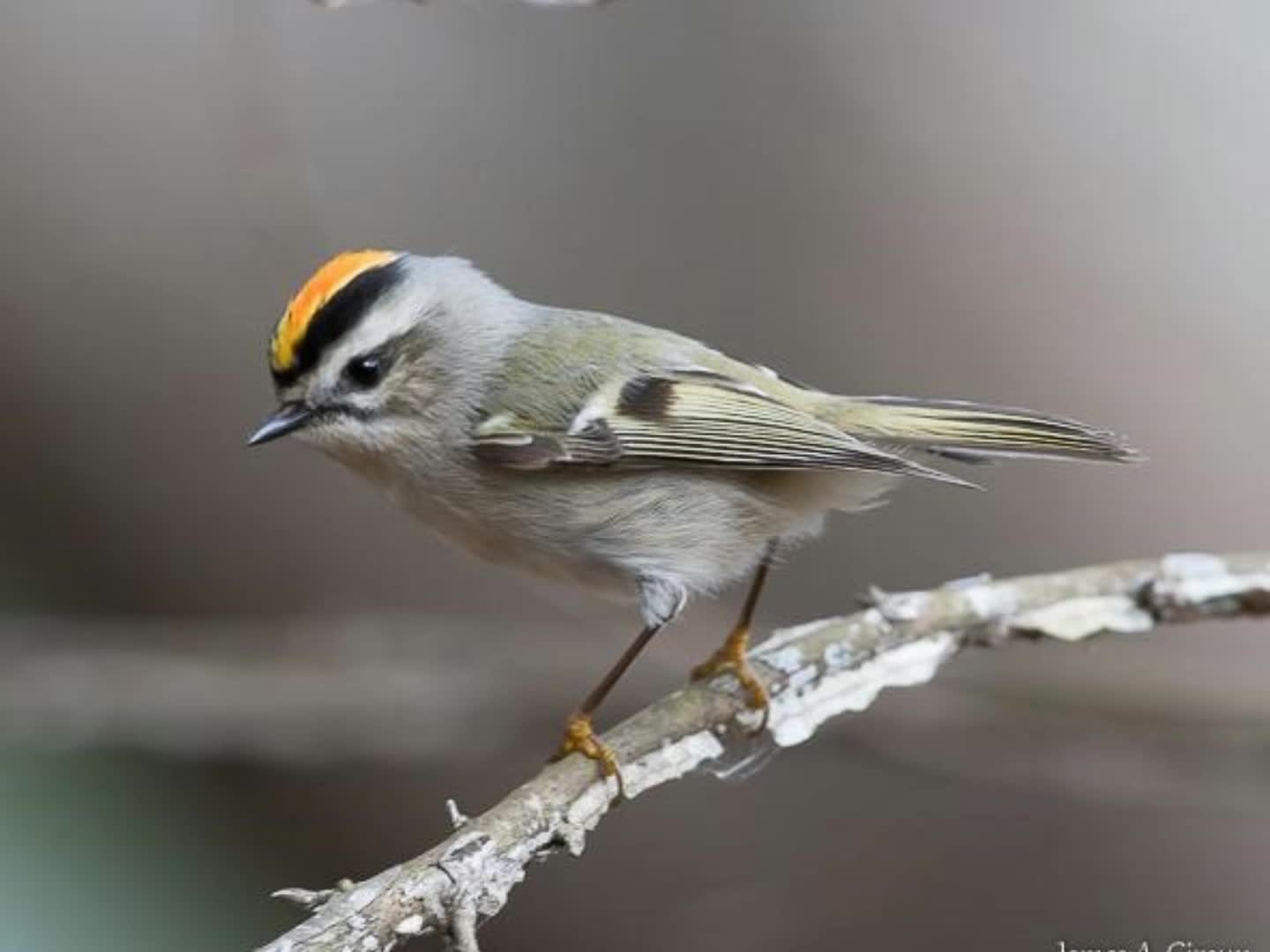 Golden-crowned Kinglet Slideshow
