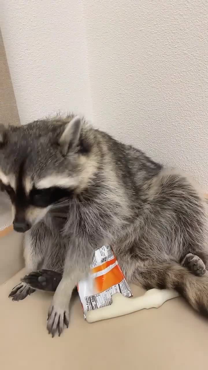 Trapper the Raccoon Eating Goldfish  ViralHog - ViralHog (720p, h264, youtube)