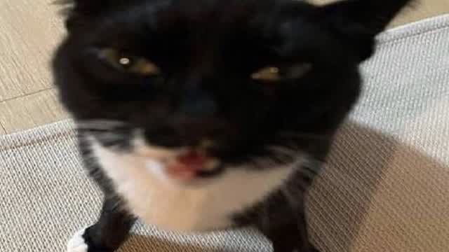 kyeboard jesus peneis parants limo kyeboard jesus peneis parants limo