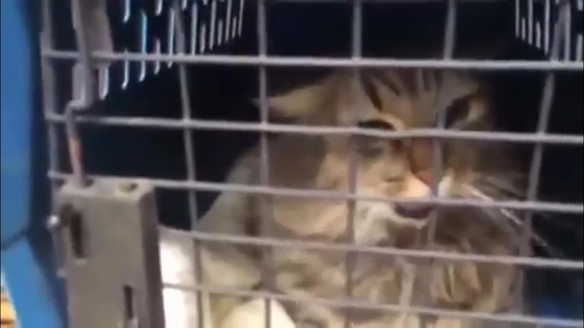 VidLii Poop - Snortssacks VidLii Poop - Snortssacks