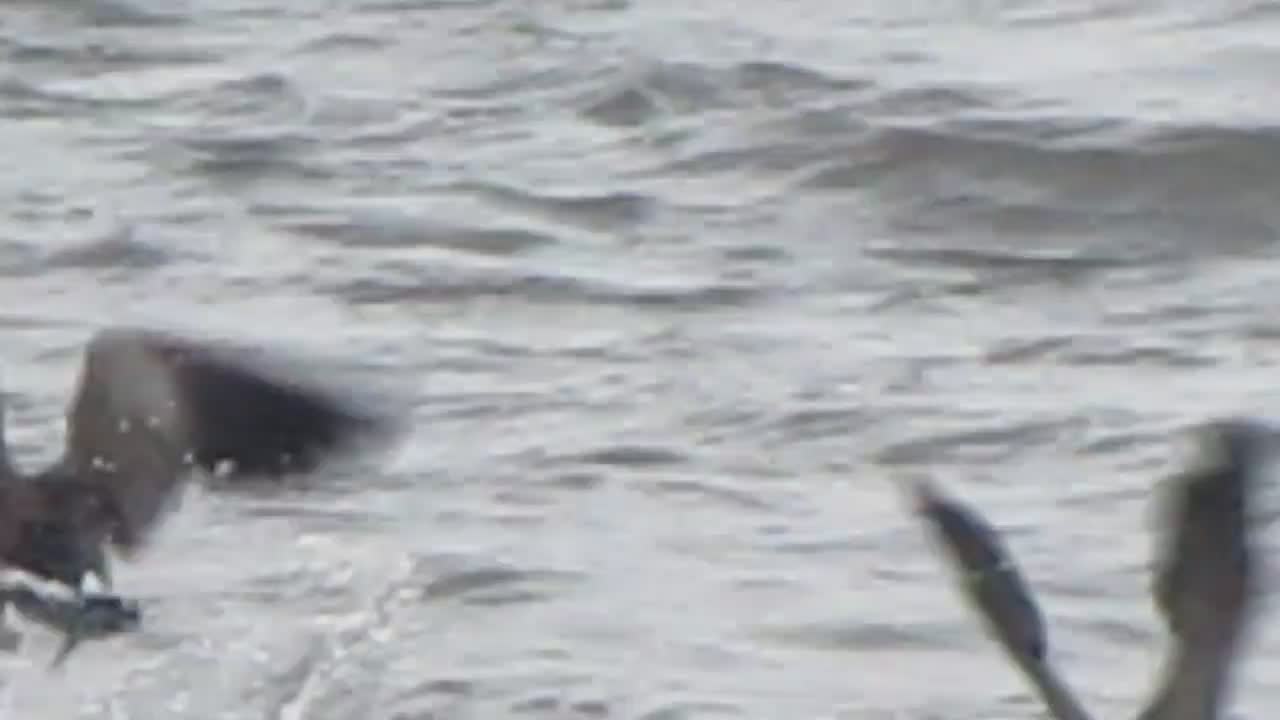 Childhood Videos #2 - Canada Geese