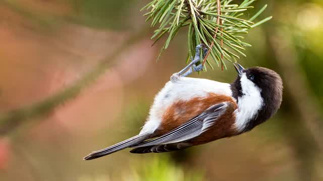 CHESTNUT-BACKED CHICKADEE