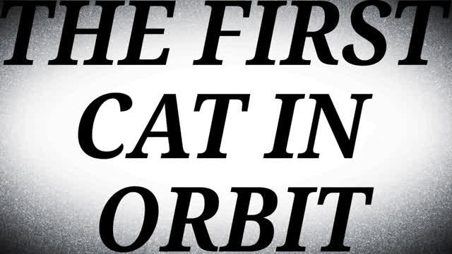 THE FIRST CAT IN ORBIT! THE FIRST CAT IN ORBIT!