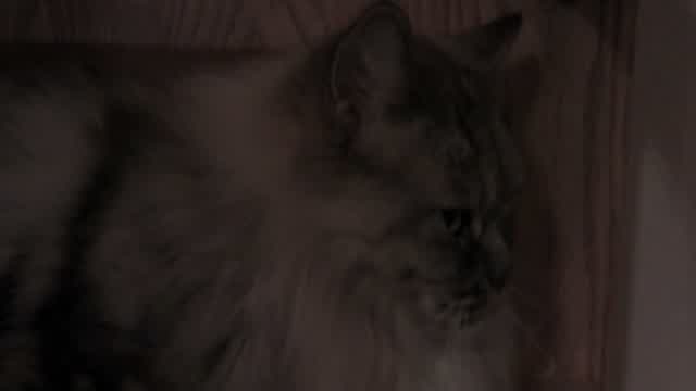 MY CAT ;]