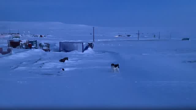 Long Walk With My Dog