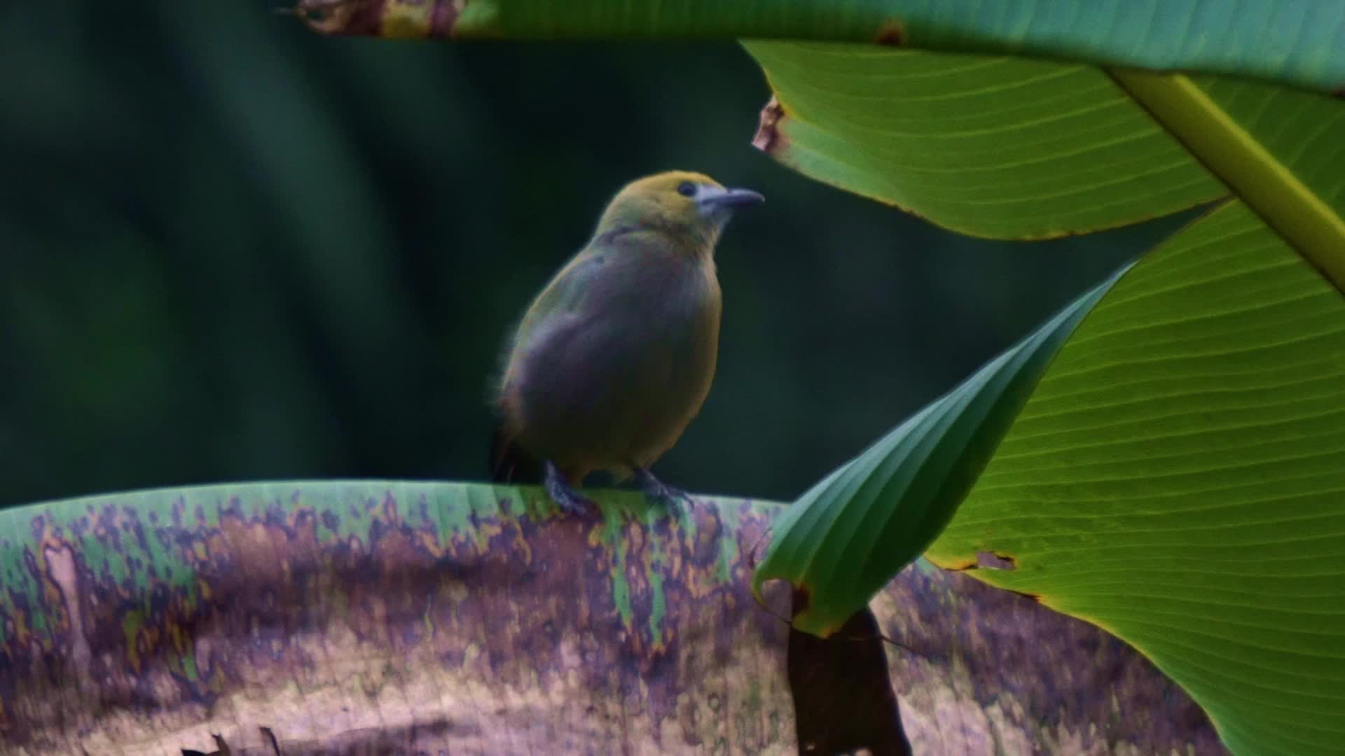 Pajarito