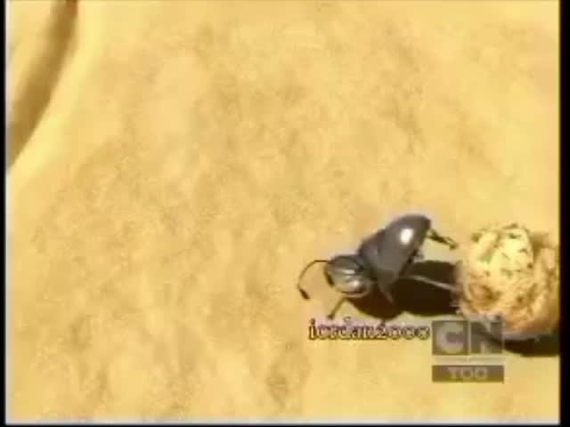 Oscar's oasis lost media rip from tv!1!1! 1!