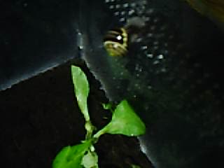 meine schnecke