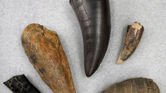 I Have a Dinosaur Tooth I Have a Dinosaur Tooth