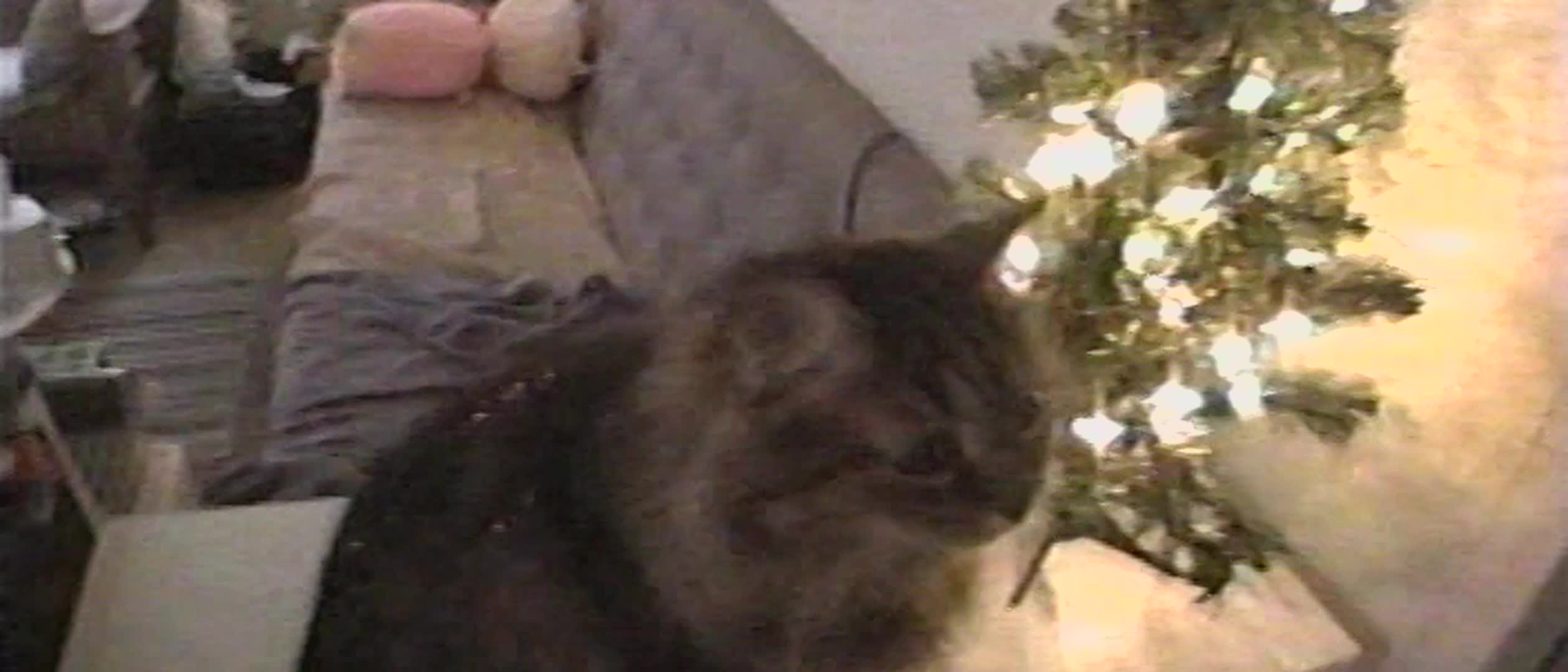 Christmas Cat