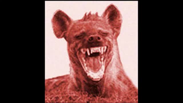 LOQUENDO los animales màs Raros por Carlos kyo