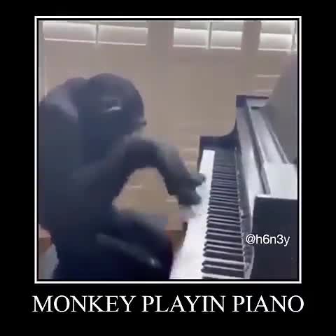 monkey playin piano