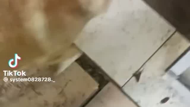 Fox leaving the store with music by the Minions