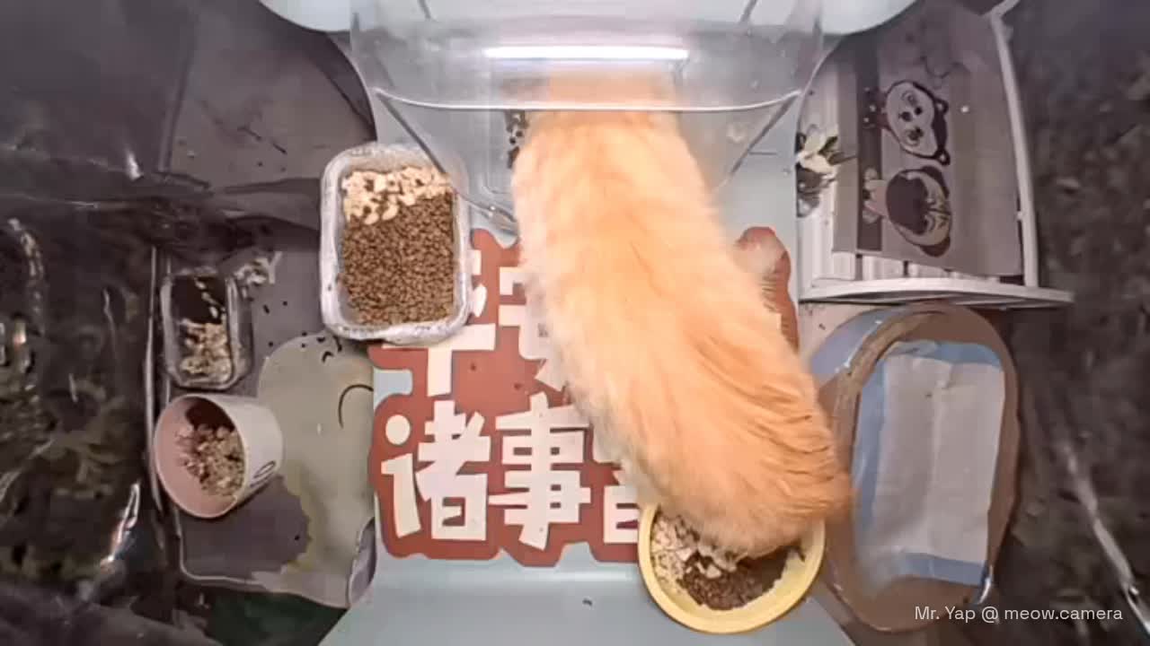 Cute chinese cat.mp4