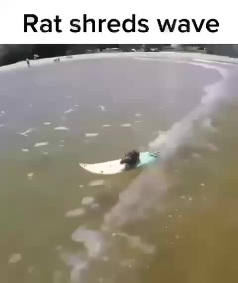 rat shreds wave