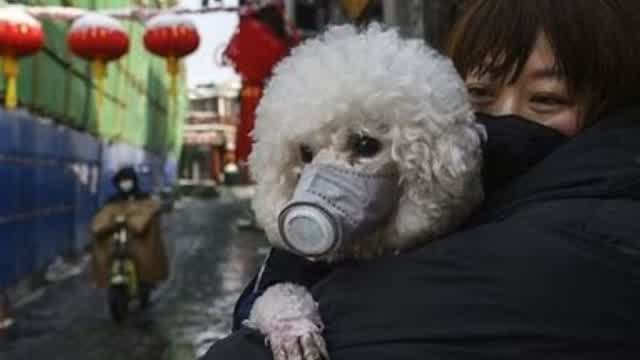 The Coronavirus Attacks The Coronavirus Attacks