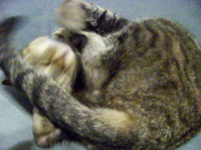 cat