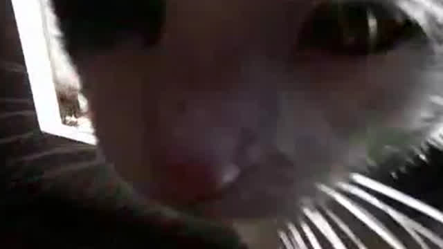 my cat