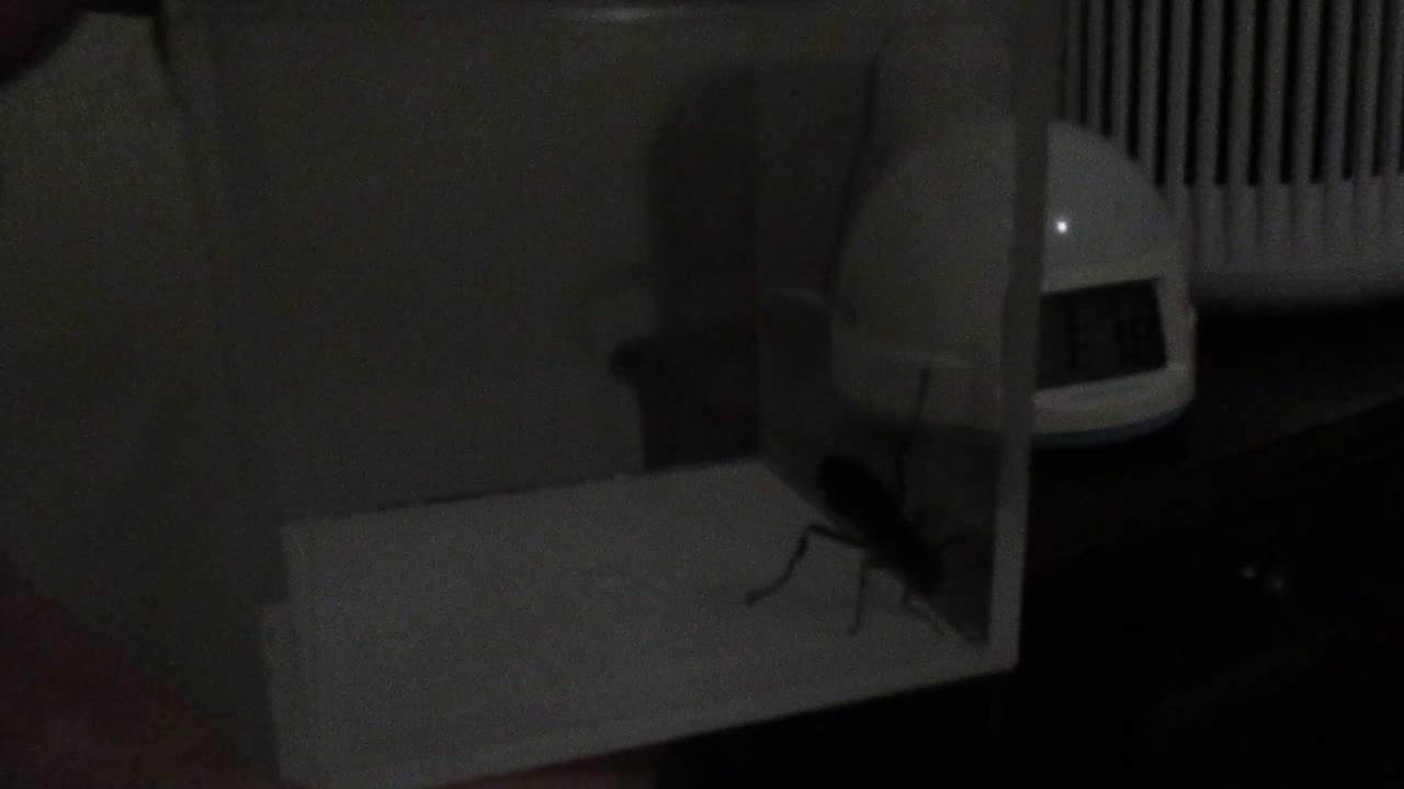 1am visitor (it's a mud dauber)