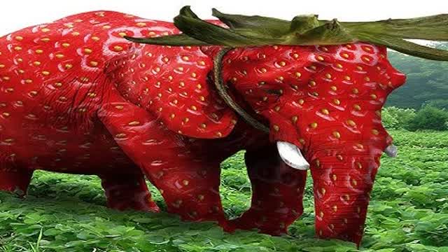Top 8 animal
