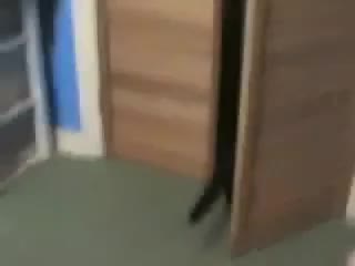 Some guy yells at cats
