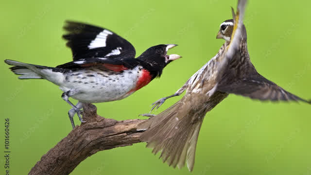 emotional rose breasted grosbeak video