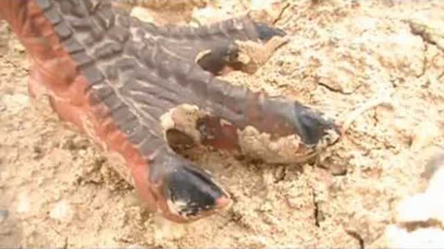 PREHISTORIC-Episode 2 The Canyon