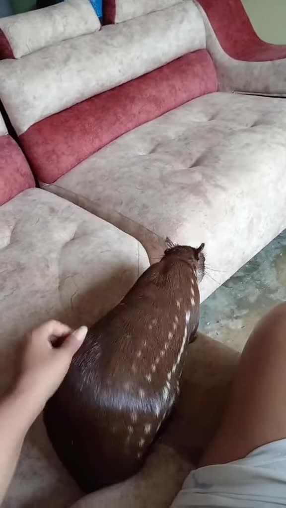 rat thing