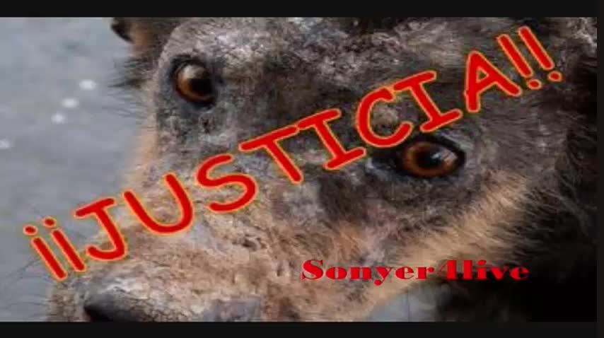 El Maltrato Animal....Loquendo