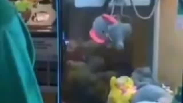 Bailando Paradisio gato