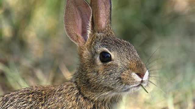 RABBIT WANTS CARROTS RABBIT WANTS CARROTS